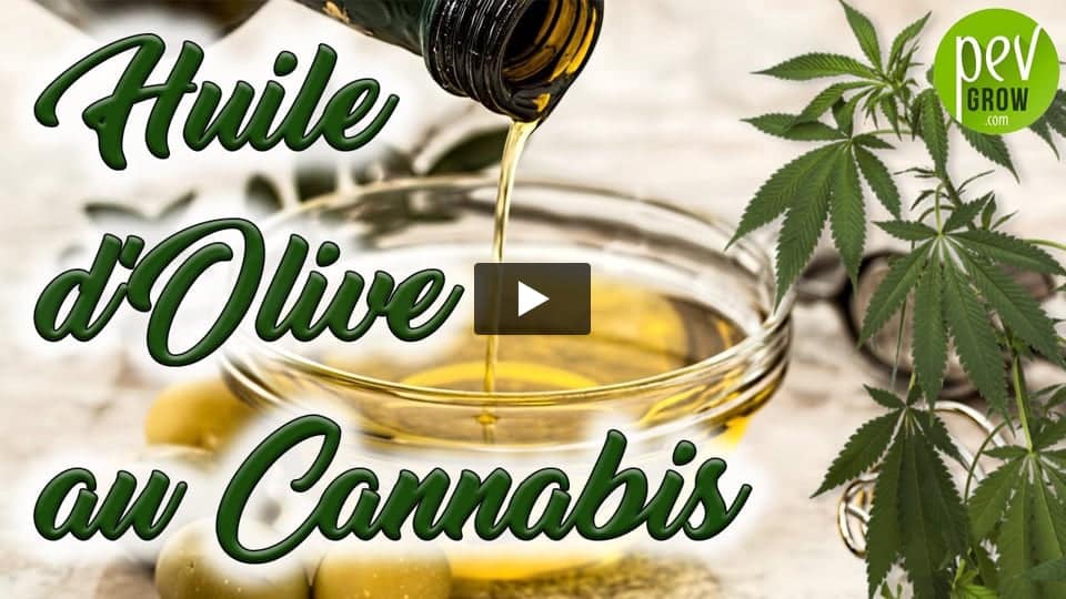 Vidéo: Comment préparer de l’huile d’olive et cannabis