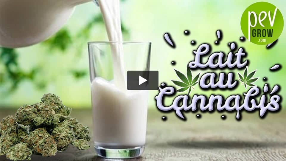 Vidéo: Comment préparer du Lait au Cannabis