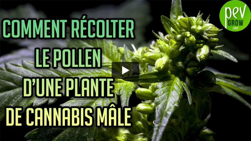 Vidéo: Comment récolter le POLLEN d´une plante de cannabis mâle