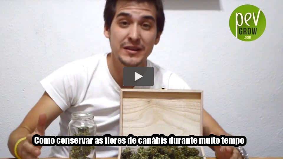 Vídeo: Como conservar as flores de canábis durante muito tempo