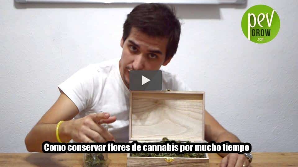 Vídeo: Como conservar flores de cannabis por mucho tiempo