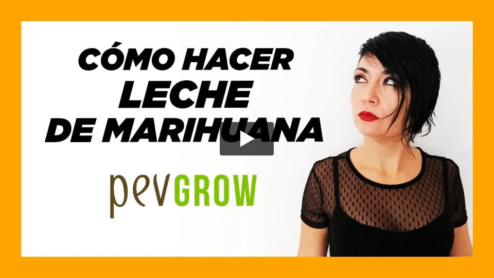 Vídeo: Cómo hacer leche de marihuana