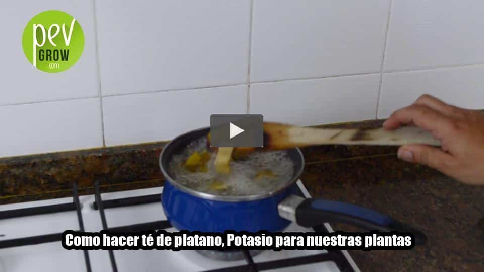 Vídeo: Como hacer té de platano, Potasio para nuestras plantas