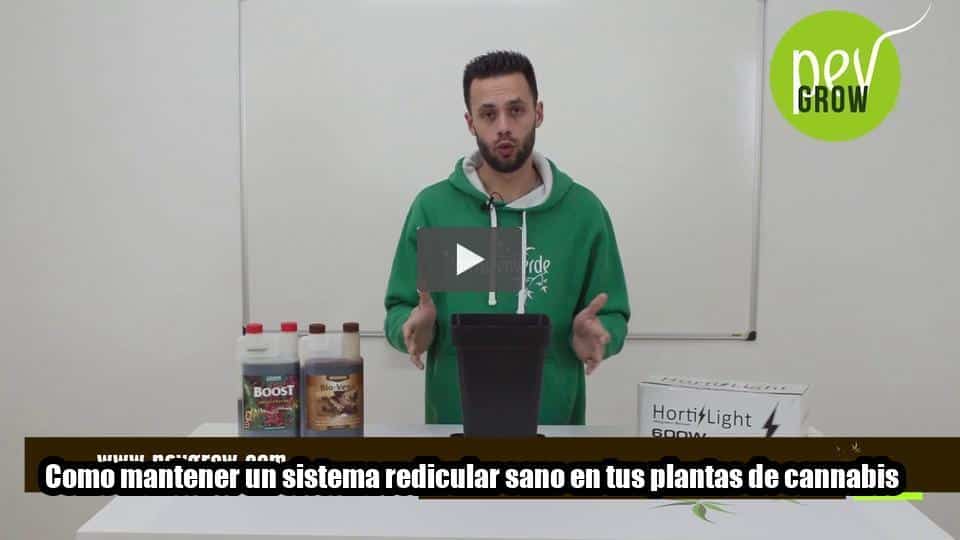 Vídeo: Como mantener un sistema redicular sano en tus plantas de cannabis