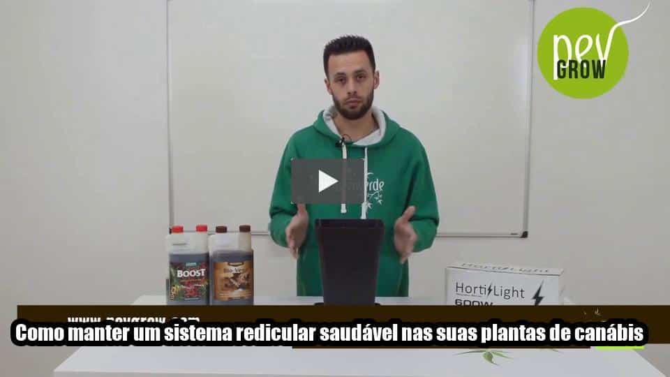 Vídeo: Como manter um sistema redicular saudável nas suas plantas de canábis