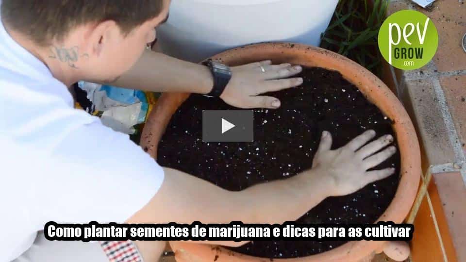 Vídeo: Como plantar sementes de marijuana e dicas para as cultivar