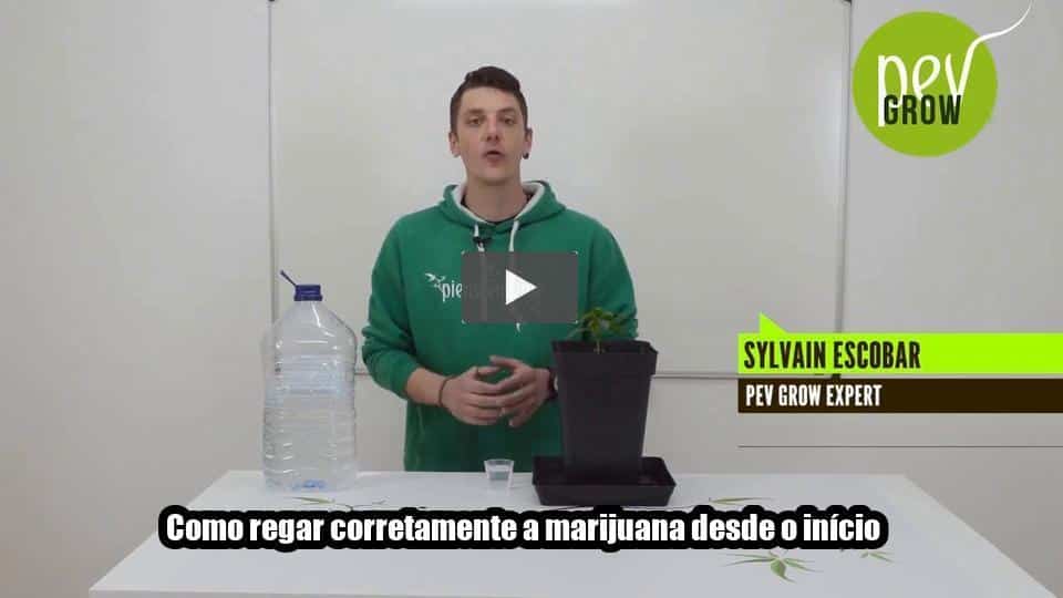 Vídeo: Como regar corretamente a marijuana desde o início