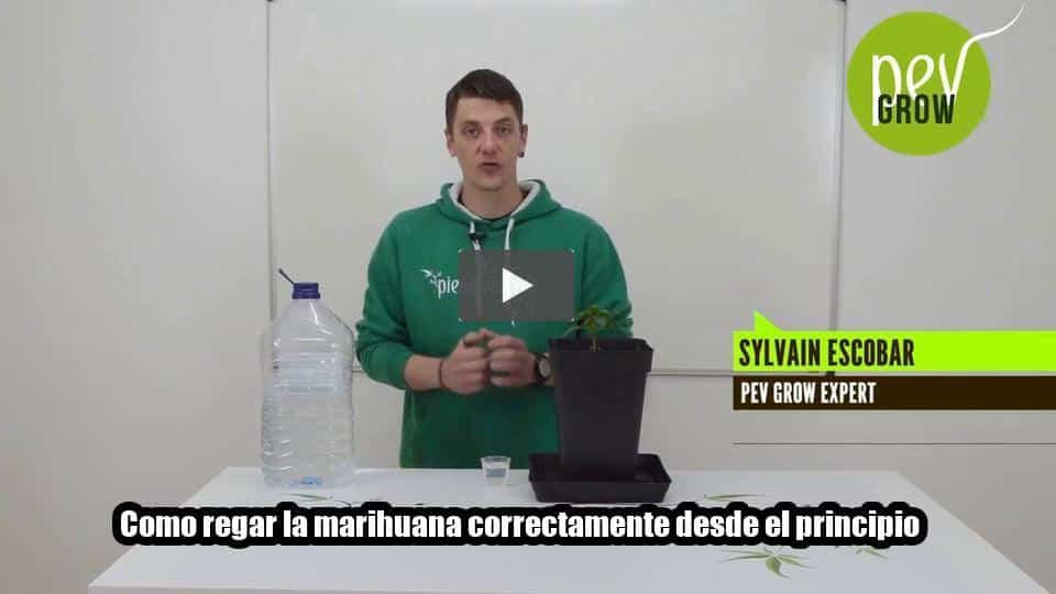 Vídeo: Como regar la marihuana correctamente desde el principio