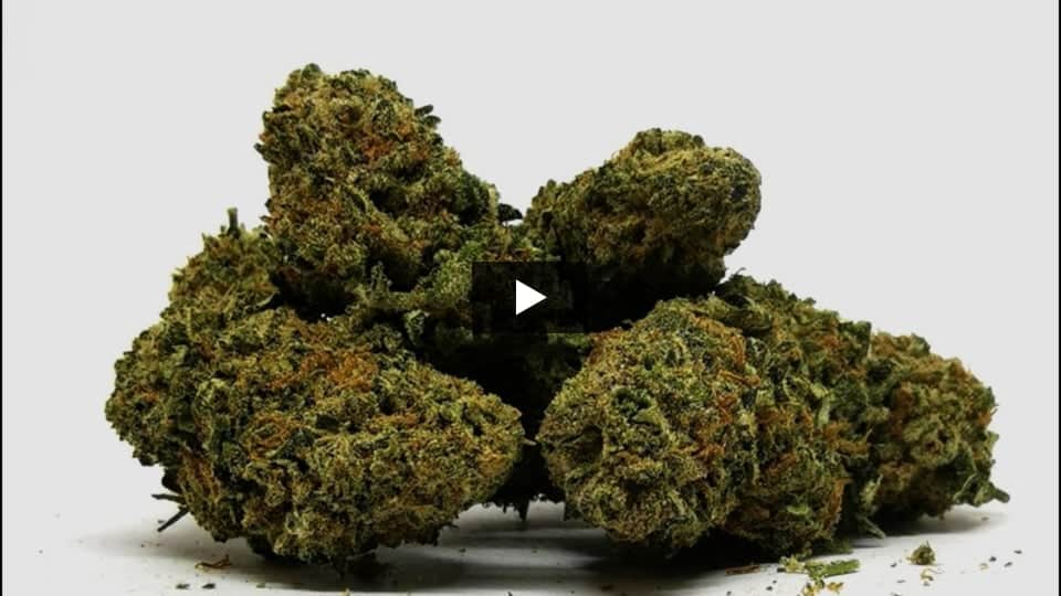 Vídeo: Cookies Kush Spain Bulk Seeds