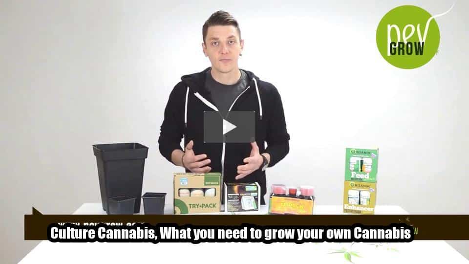 Video: Culture Cannabis, What you need to grow your own Cannabis