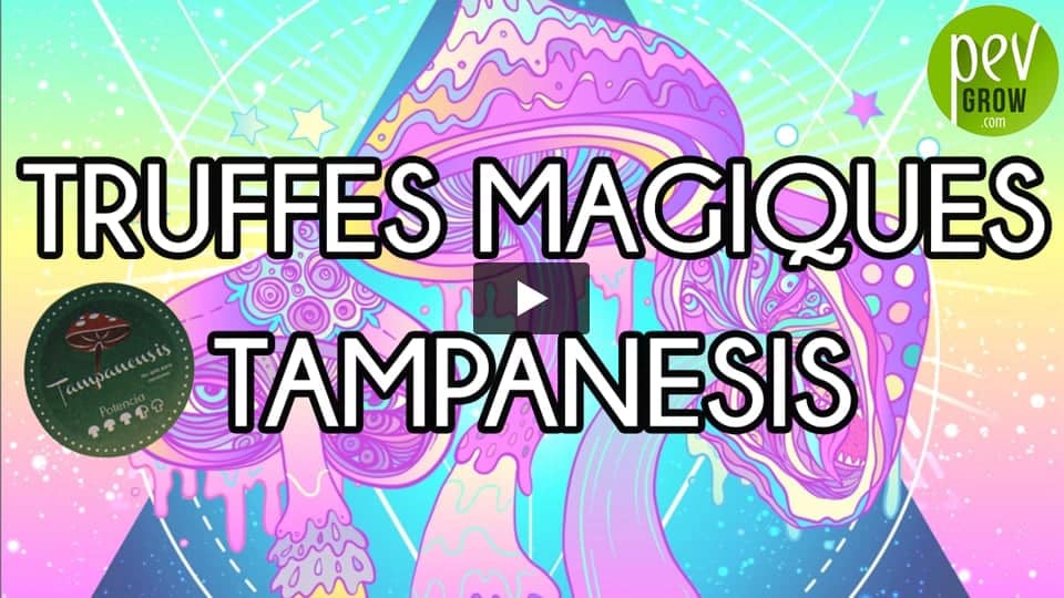 Vidéo: Découvrez les truffes Magiques Tampanensis