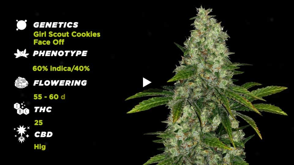 Video: DO-SI-DOS Spain Bulk Seeds