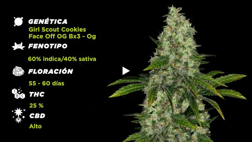 Vídeo: DO-SI-DOS Spain Bulk Seeds