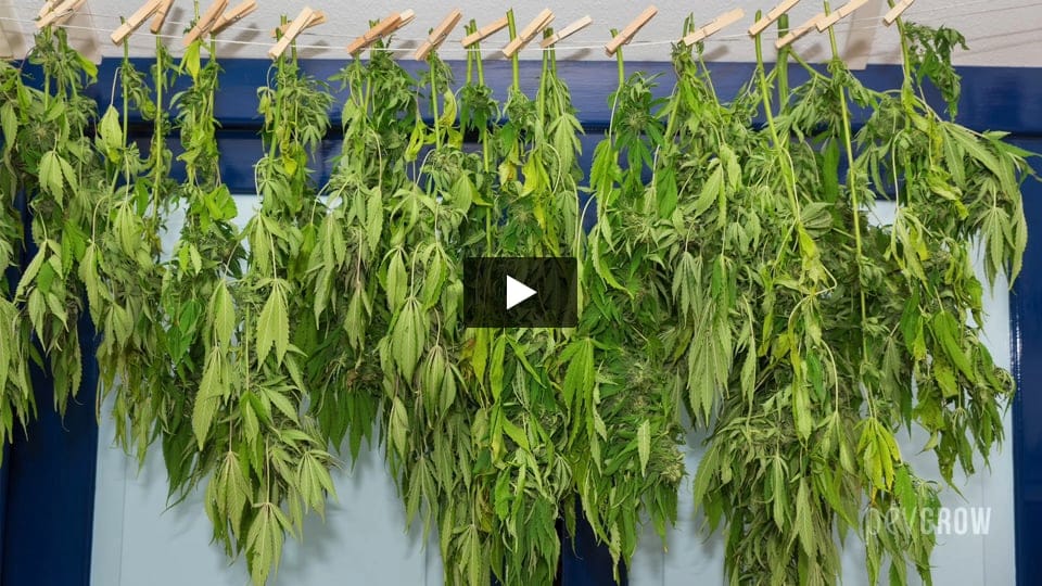 Video: Drying and curing of Marijuana