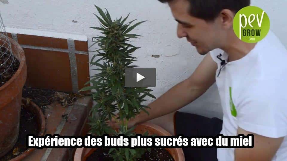 Vidéo: Expérience : des buds plus sucrés avec du miel ?