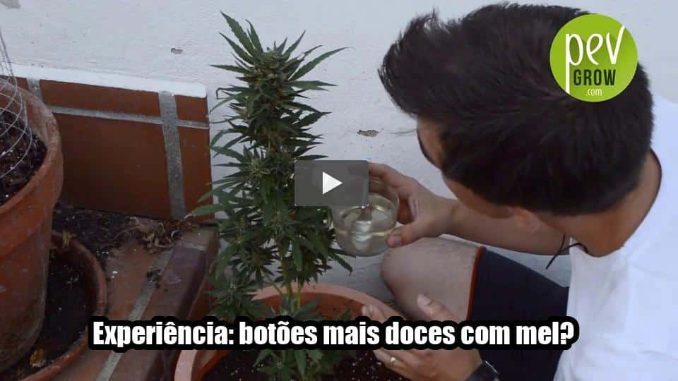 Vídeo: Experiência: botões mais doces com mel?