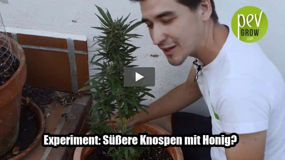 Video: Experiment: Süßere Knospen mit Honig?