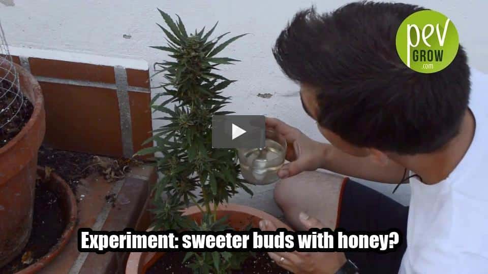 Video: Experiment: sweeter buds with honey?