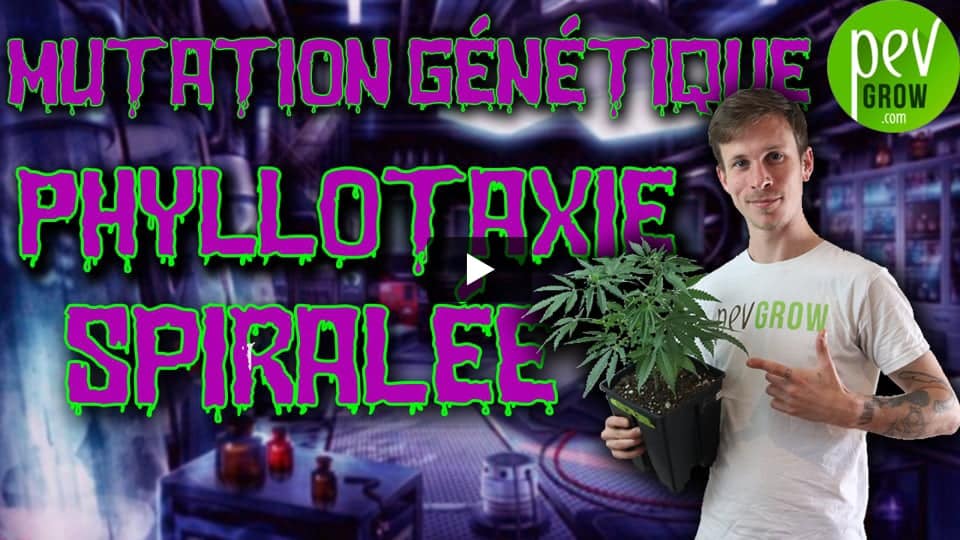 Vidéo: Explication de la Mutation génétique Phillotaxis Spiralée