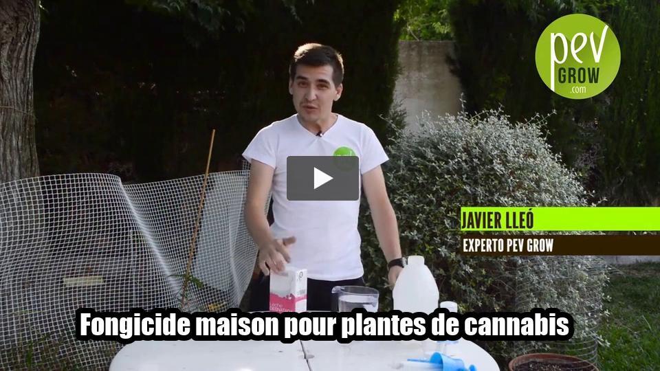 Vidéo: Fongicide maison pour plantes de cannabis