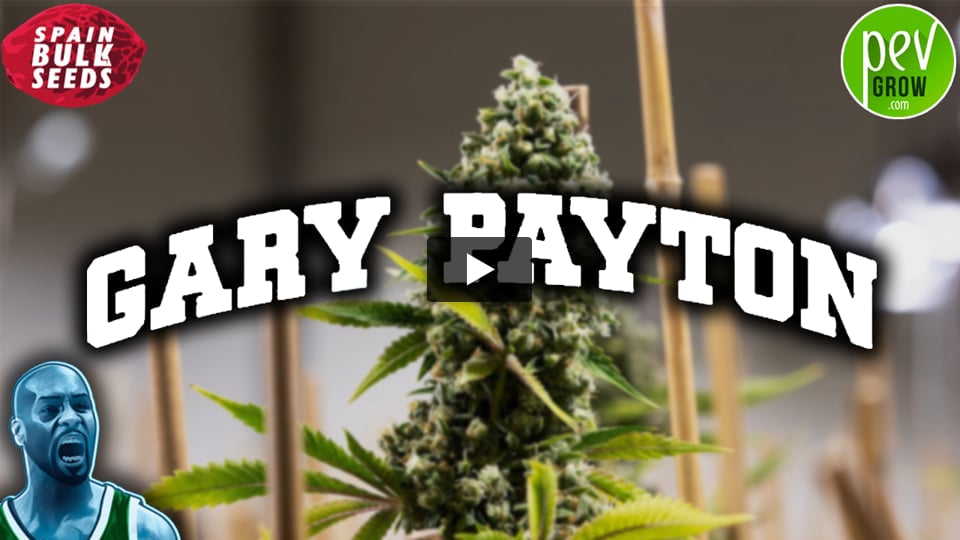 Vídeo: GARY PAYTON Spain Bulk Seeds