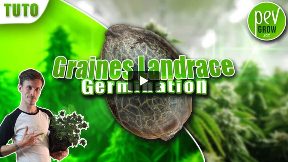 Vidéo: Germination graines de cannabis