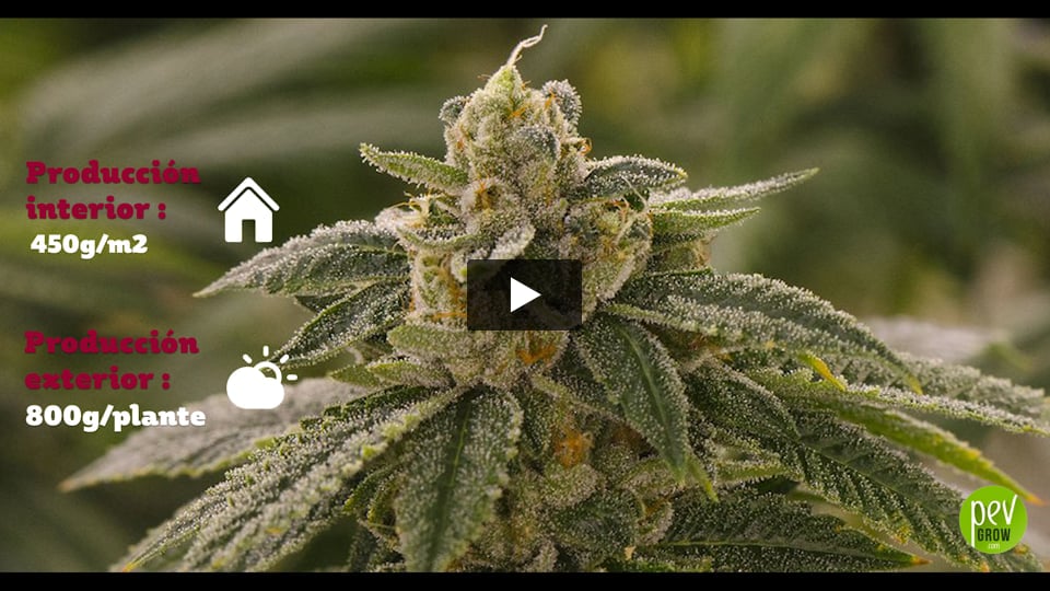 Vídeo: Ghost og Spain Bulk Seeds