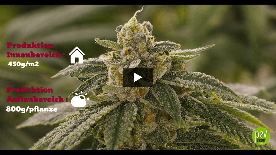 Video: Ghost og Spain Bulk Seeds