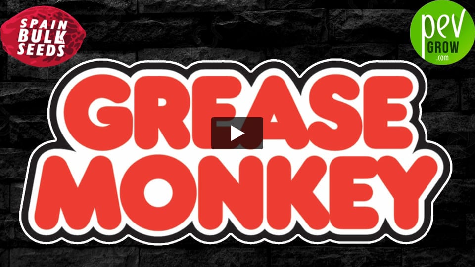 Video: GREASE MONKEY Spain Bulk Seeds