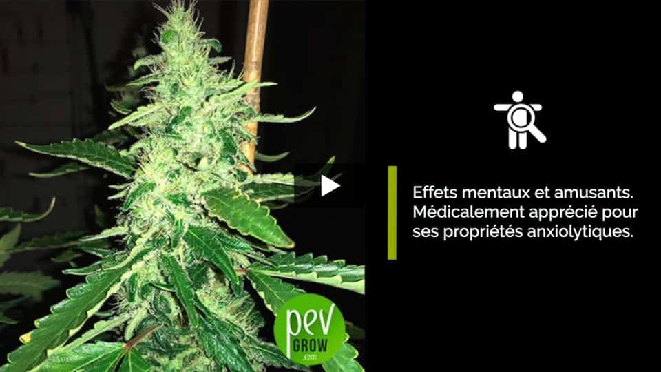 Vidéo: Green Crack Spain Bulk Seeds