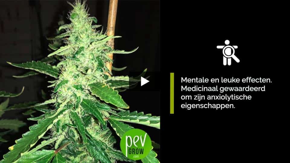 Video: Green Crack Spain Bulk Seeds