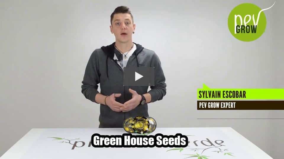 Video: Green House Seeds