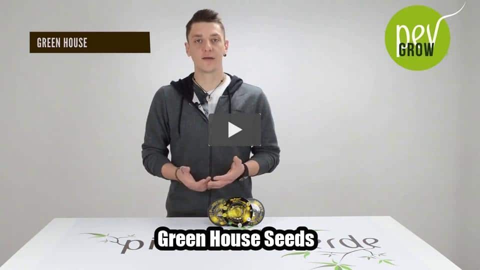 Vídeo: Green House Seeds