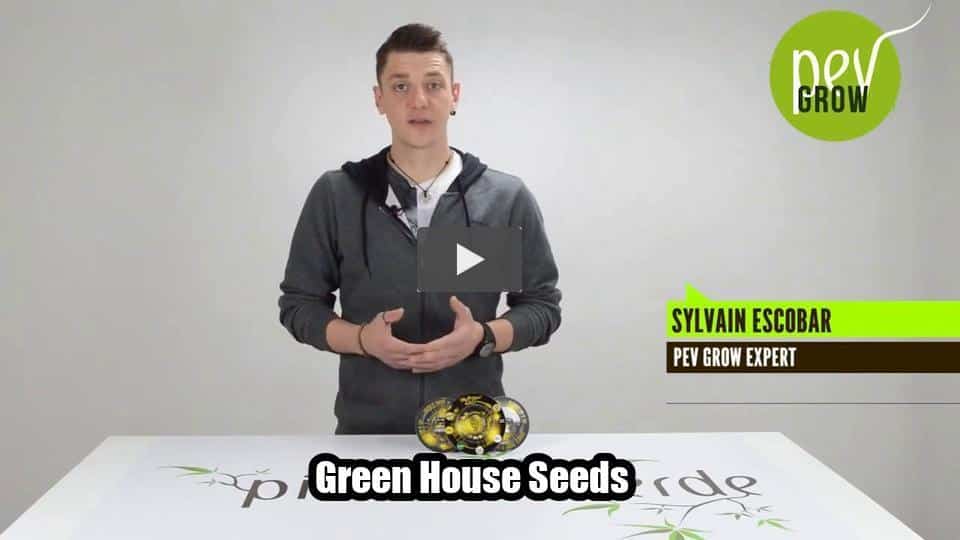 Video: Green House Seeds