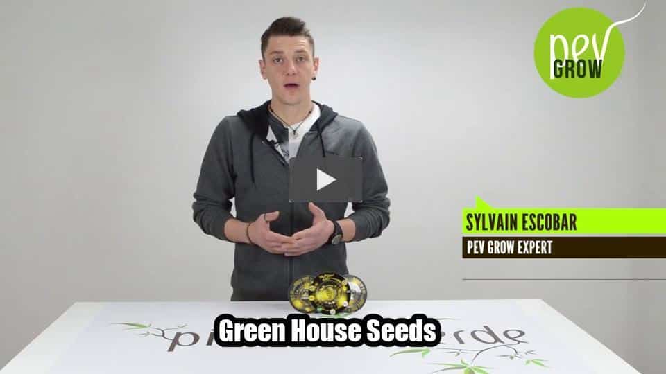 Vidéo: Green House Seeds- Banque De Graine De Cannabis.