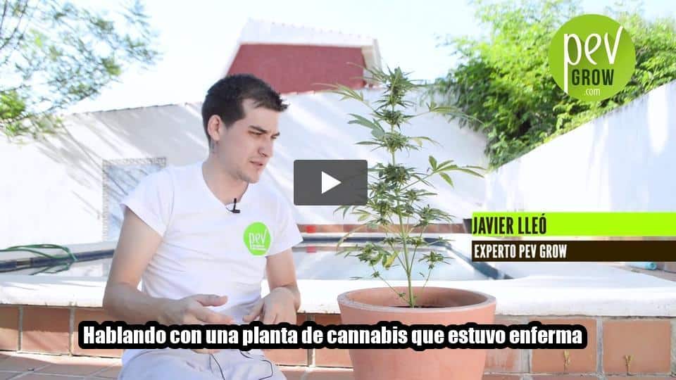 Vídeo: Hablando con una planta de cannabis que estuvo enferma