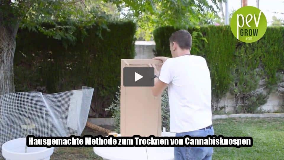 Video: Hausgemachte Methode zum Trocknen von Cannabisknospen