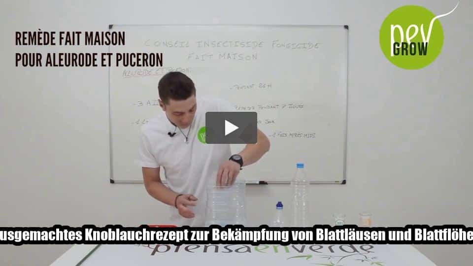 Video: Hausgemachtes Knoblauchrezept zur Bekämpfung von Blattläusen und Blattflöhen