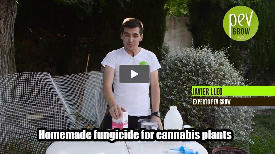 Video: Homemade fungicide for cannabis plants