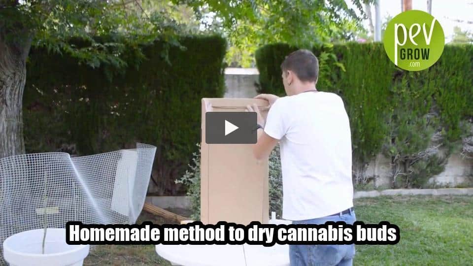 Video: Homemade method to dry cannabis buds