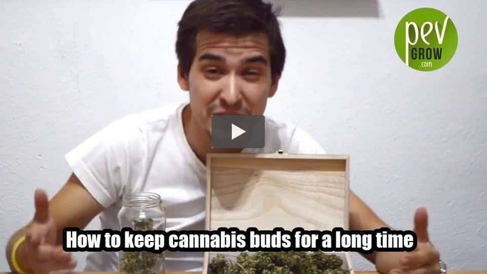 Video: How to keep cannabis buds for a long time