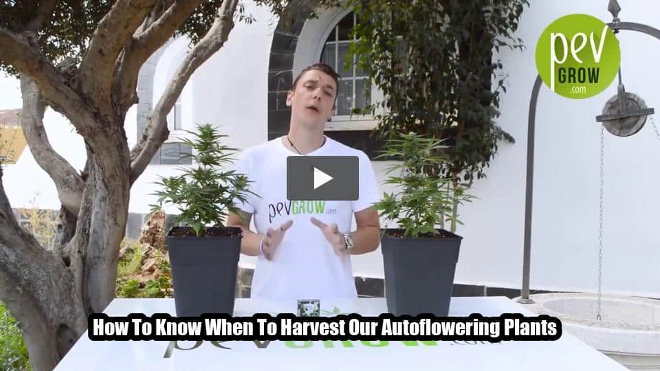 Video: How To Know When To Harvest Our Autoflowering Plants