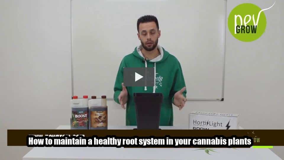 Video: How to maintain a healthy root system in your cannabis plants