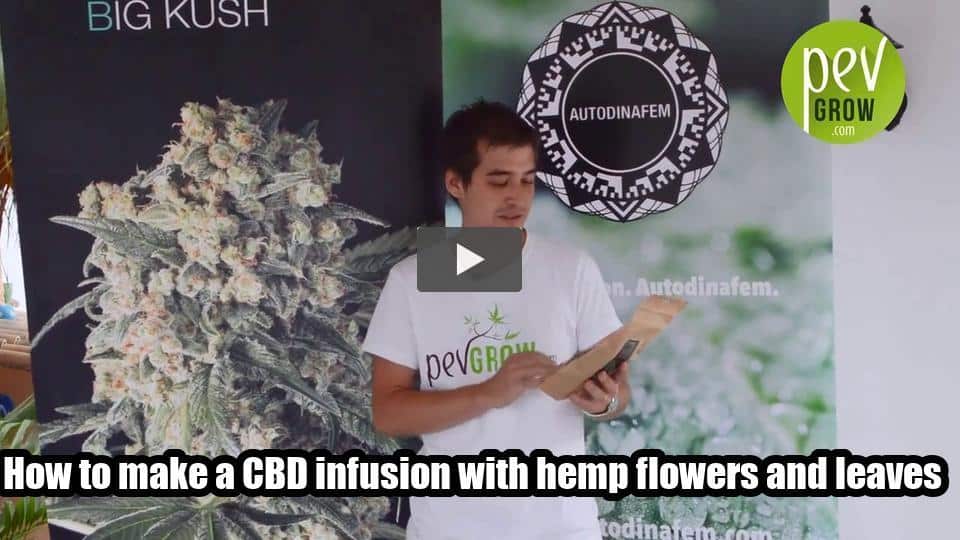 Video: How to make a CBD infusion with hemp flowers and leaves.