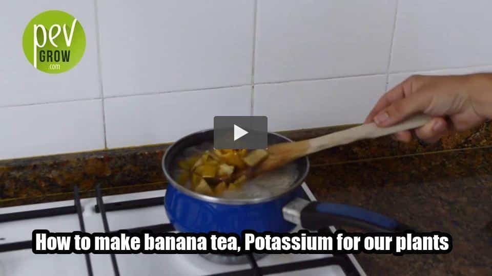 Video: How to make banana tea, Potassium for our plants