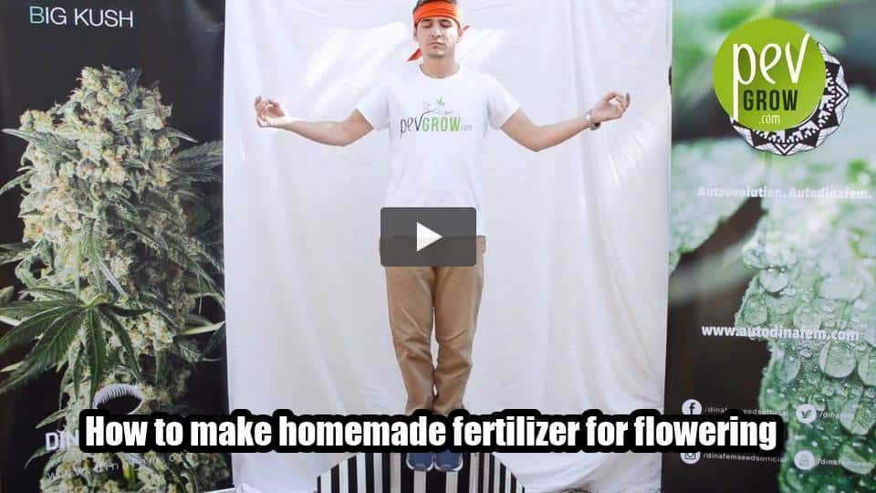 Video: How to make homemade fertilizer for flowering