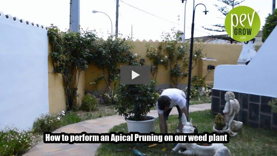 Video: How to perform an Apical Pruning on our weed plant