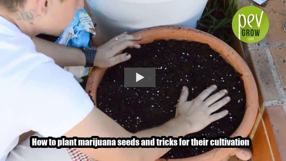 Video: How to plant marijuana seeds and tricks for their cultivation