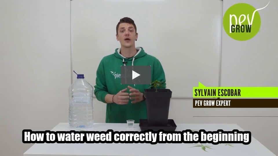 Video: How to water weed correctly from the beginning