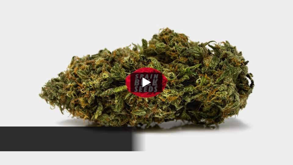 Video: Ice Cream Spain Bulk Seeds